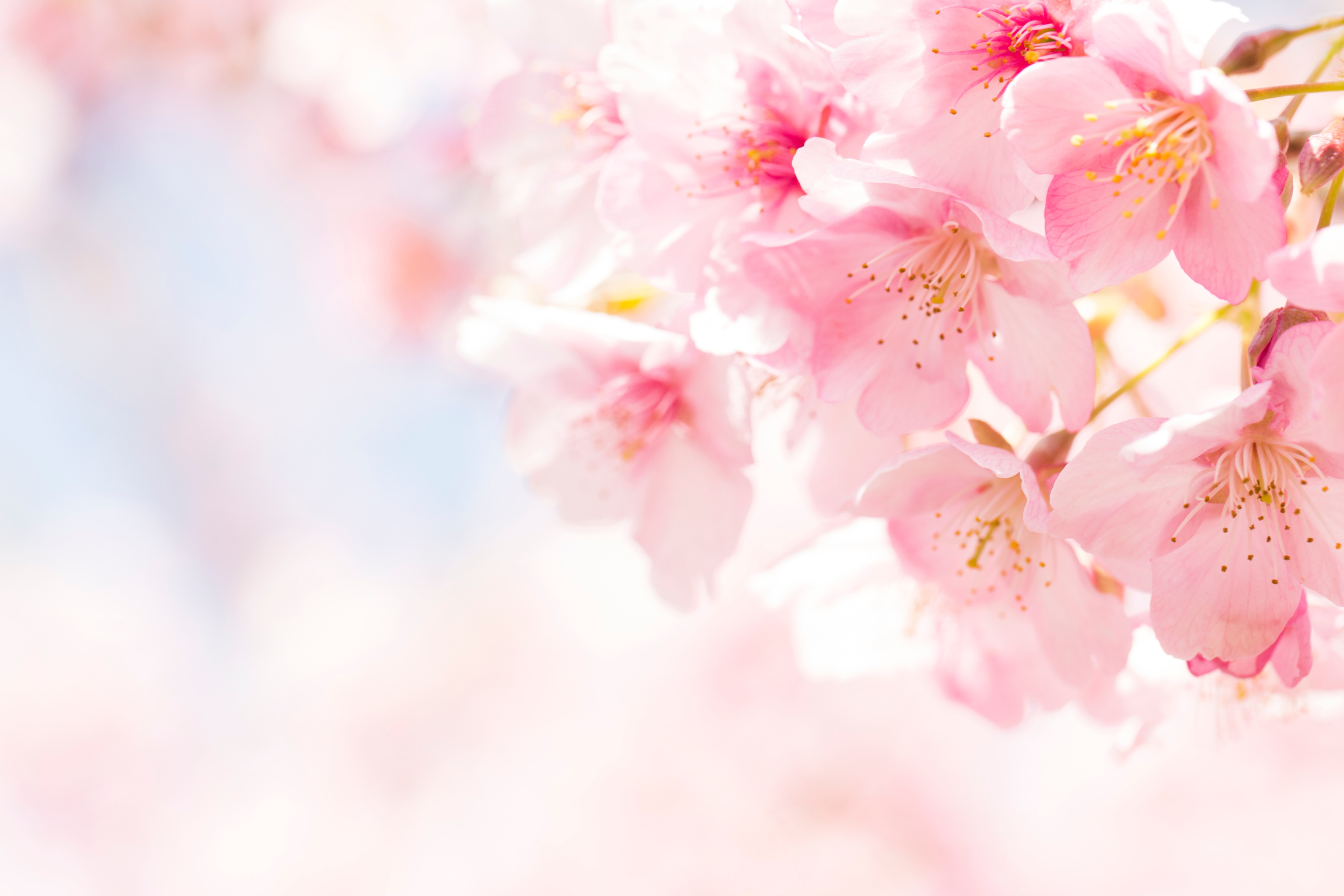 Cherry blossoms